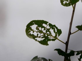 ../2017/11/05-1525-fresh_pond-MA-plant.jpg