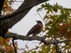 ../2017/11/05-1530-fresh_pond-MA-bird.jpg