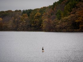 ../2017/11/05-1559-fresh_pond-MA-bird.jpg