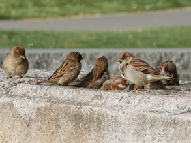 ../2017/11/12-1330-bird.jpg
