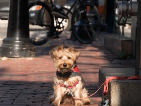 ../2017/11/12-1354-dog-street-sunlight-casper.jpg