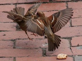 ../2017/11/18-1345-bird.jpg