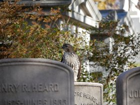 ../2017/11/24-1318-cemetery-mt_auburn-MA-bird.jpg