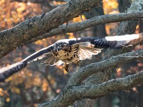 ../2017/11/24-1321-cemetery-mt_auburn-MA-bird.jpg
