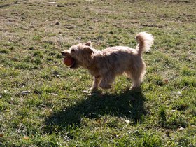 ../2017/11/25-1115-dog-casper.jpg