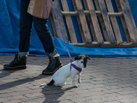 ../2017/11/25-1325-street-dog.jpg