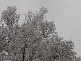 ../2017/12/09-1342-tree-snow.jpg