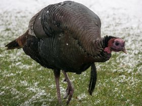 ../2017/12/09-1432-turkey-snow.jpg