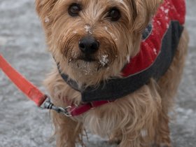 ../2017/12/09-1434-dog-snow-casper.jpg