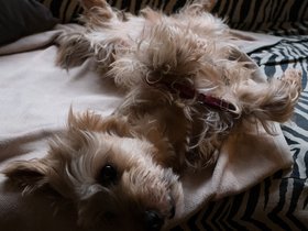 ../2018/02/11-1535-dog-casper.jpg