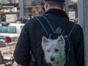 ../2018/04/07-1340-street-dog.jpg
