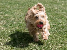 ../2018/04/08-1420-dog-casper.jpg