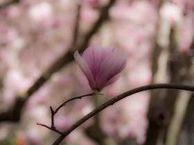 28-1231-flower.jpg