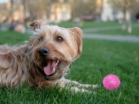 ../2018/05/02-1915-dog-casper.jpg