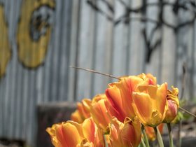 ../2018/05/05-1207-flower-street.jpg