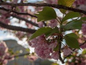 ../2018/05/10-1839-flower.jpg
