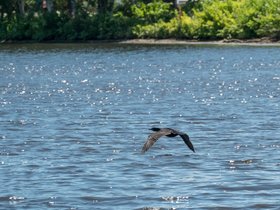 ../2018/06/03-1334-bird-charles_river-MA.jpg
