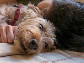 ../2018/07/07-2003-nora-dog-casper.jpg