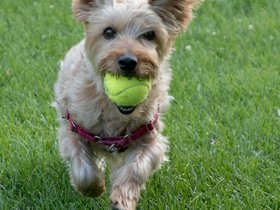 ../2018/07/15-1910-dog-casper.jpg