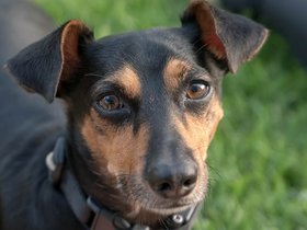 ../2018/07/15-1930-dog.jpg