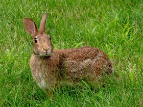 30-1501-rabbit.jpg