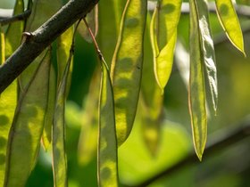 ../2018/08/05-1401-plant.jpg