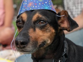 ../2018/08/25-1649-dog-park.jpg
