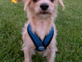 ../2018/08/28-1936-dog.jpg