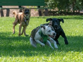 ../2018/09/16-1208-dog.jpg