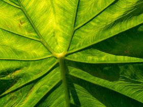 ../2018/09/16-1257-plant.jpg