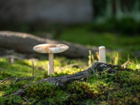 29-1154-mushrooms-moss.jpg