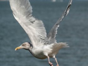 ../2018/09/29-1425-seagull-bird.jpg