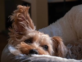 ../2018/09/30-1135-dog-casper.jpg
