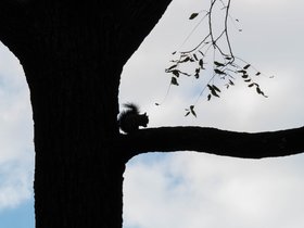 ../2018/10/20-1440-park-squirrel-tree-harvard_arboretum-MA.jpg
