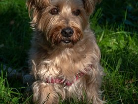 ../2018/10/20-1529-park-harvard_arboretum-MA-dog-casper.jpg