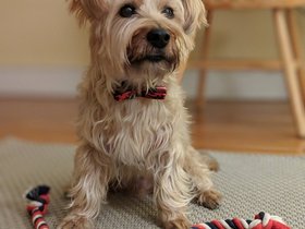 ../2018/12/22-1754-dog-casper.jpg
