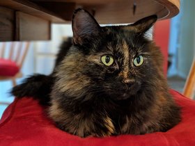 ../2018/12/27-1409-cat.jpg