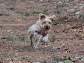 ../2019/03/30-1634-casper-middlesex_fells-MA-dog.jpg