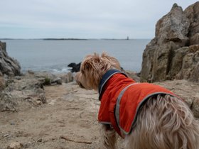 ../2019/05/12-1135-portland_ME-ME-dog-fort_williams-casper.jpg