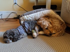 ../2019/05/29-0846-bella-dog-belle-casper.jpg