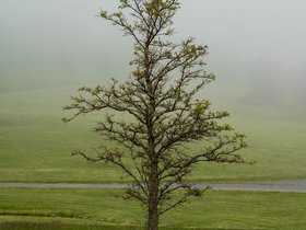 ../2019/06/01-1312-harbor-boston-MA-tree-spectacle_island.jpg