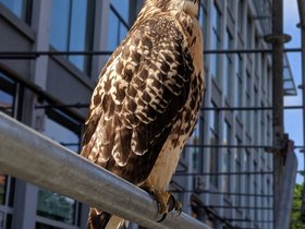 ../2019/06/27-0945-bird.jpg