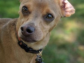 ../2019/08/31-1234-dog.jpg