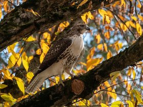 ../2019/10/26-1319-cemetery-autumn-bird-mt_auburn-MA.jpg