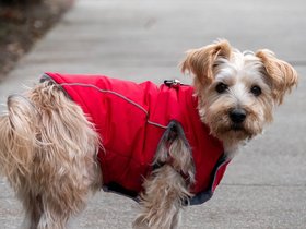 17-1251-dog-casper.jpg
