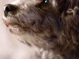 ../2019/12/21-1849-bella-dog.jpg