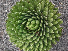 ../2019/12/27-1550-by_nora-plant.jpg