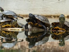 ../2020/03/01-1714-austin-TX-turtle.jpg
