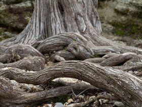 ../2020/03/03-1418-austin-TX-mckinney_falls-tree.jpg