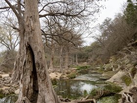 ../2020/03/03-1426-austin-TX-mckinney_falls-tree.jpg